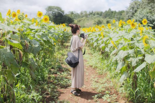 ひまわり畑で立つ女性