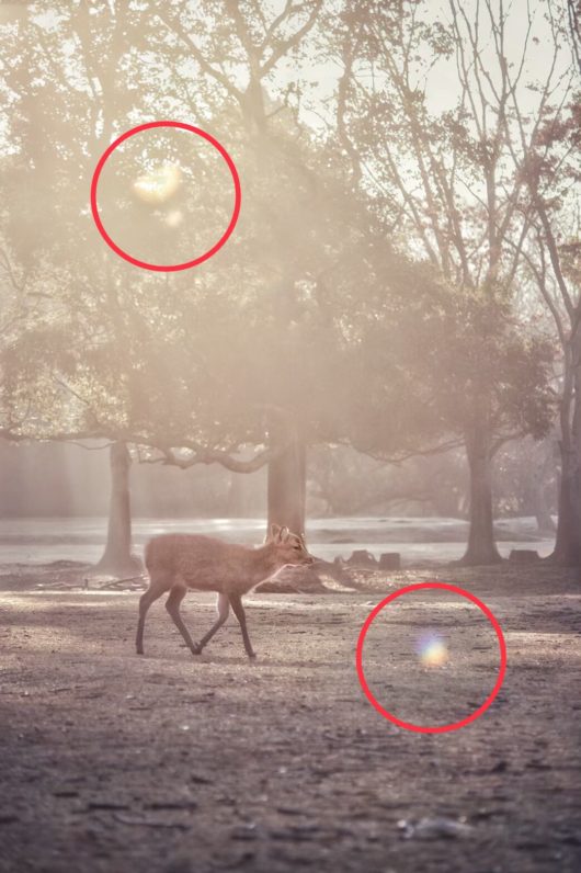 朝日に照らされて歩く鹿