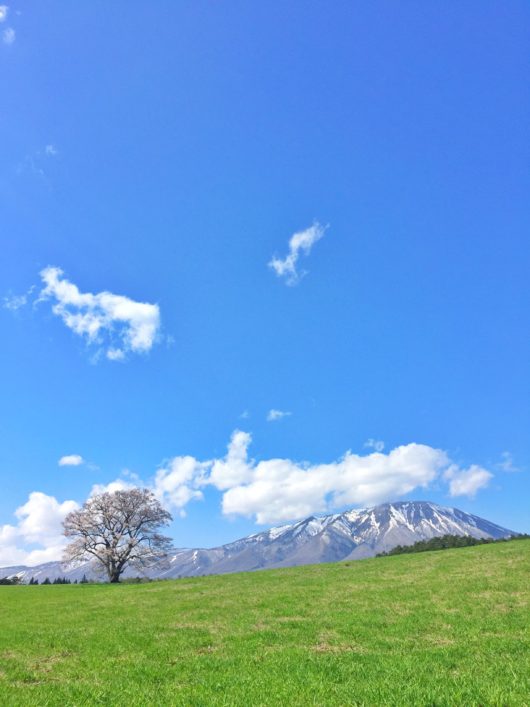 岩手山と一本桜